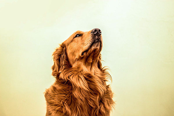 Photography on Behance - Gustavo Angelo #photography #dog