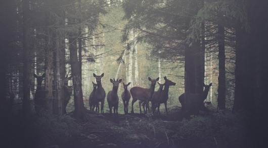 ISO50 Blog – The Blog of Scott Hansen (Tycho / ISO50) » The blog of Scott Hansen (aka ISO50 / Tycho) #vibes #forest #photography #deer