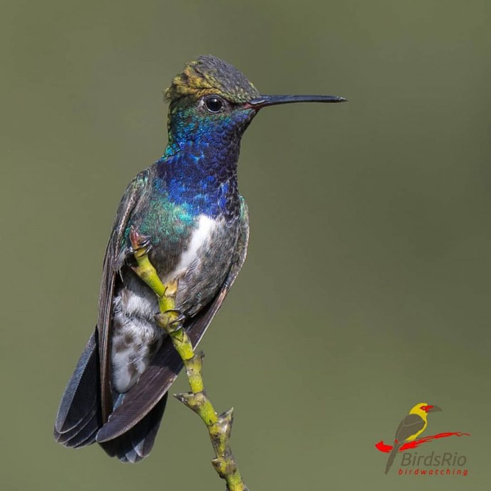 Birds of Brazil: Beautiful Bird Photography by Hudson Martins