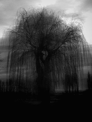 FFFFOUND! | Muton #photography #nature