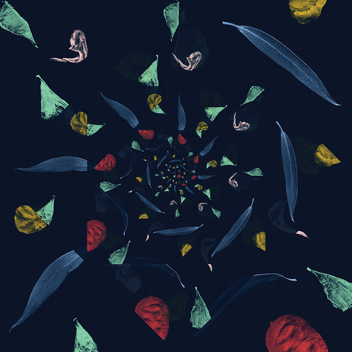 AM/GD #petals #spiral #seeds #spartak #leaves