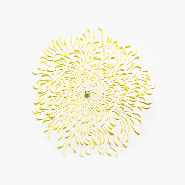 Qi Wei | iGNANT.de #explosion #design #neatly #photography #flower #things #organized