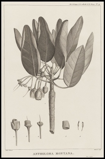 l-2.jpeg (Immagine JPEG, 677x1024 pixel) - Riscalata (72%) #flower #drawing #plants #bothanic