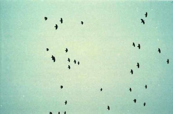 ∆ Birds ∆ | Triangular Love. #birds #vienna #sky