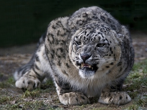 DeadFix » Gggrrr #leopard #snow
