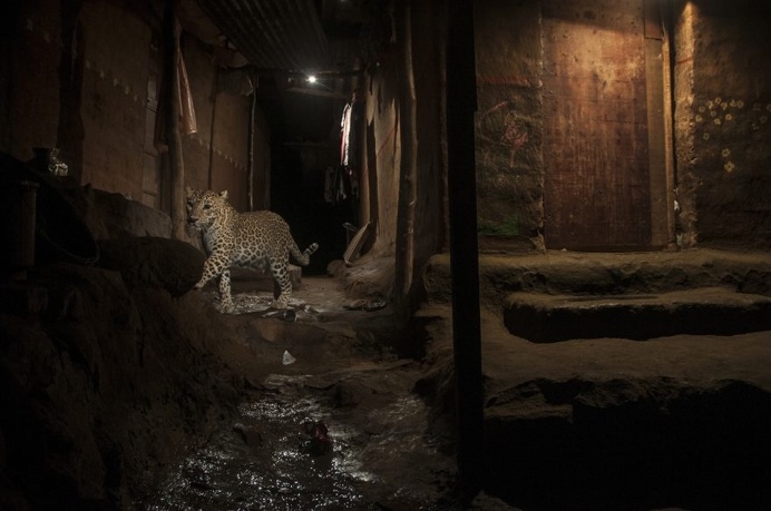 Nature, Second Prize, Singles - Big Cat In My Backyard by Nayan Khanolkar