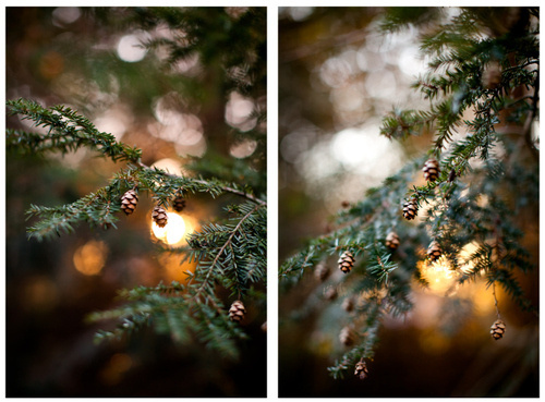 Pine tree #background #tree #in #blur #christmas #pine #light