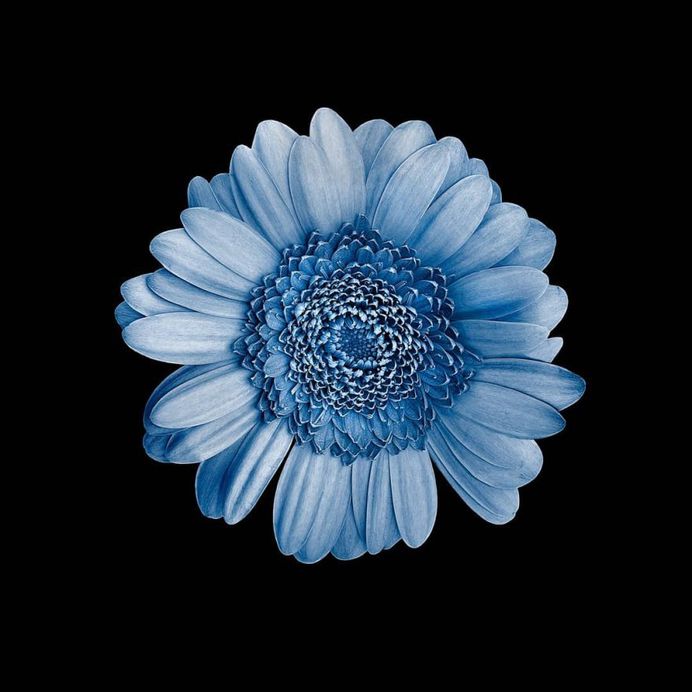Fine Art Flower Photography by Cristiane Teston