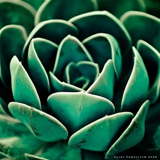 Nature Photography by Guido Tamburro » Creative Photography Blog #inspiration #photography #nature