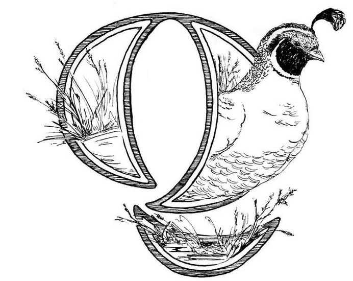 Q is Quail... duh. #Qual #Q #Alphabet #micron #letter #poster #lettering #pen #illustration