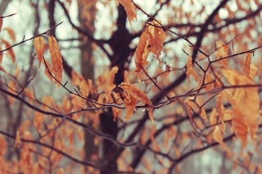 All sizes | TattonWinterLeaves01 | Flickr - Photo Sharing! #winter #landscape #photography #trees #leaves