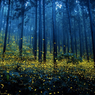 #Fireflies in Japan #YuHashimoto