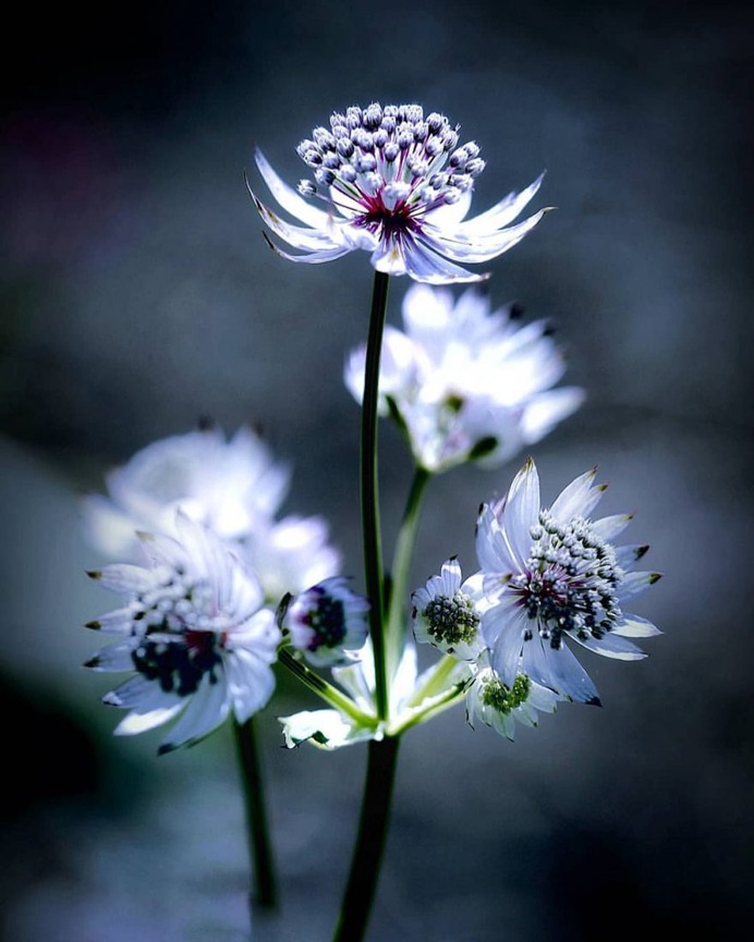 #splendid_flowers: Beautiful Flowers Photography by Hege Odegard