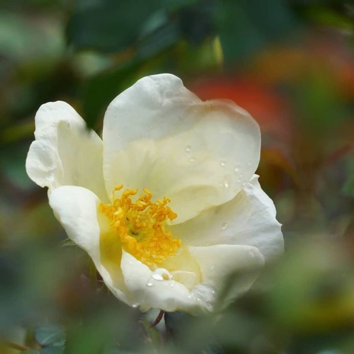 #ig_flowers: Beautiful Flowers Photography by Yasushi Kawakami