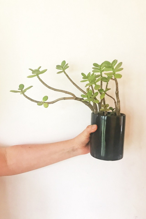 bonsai | Tumblr