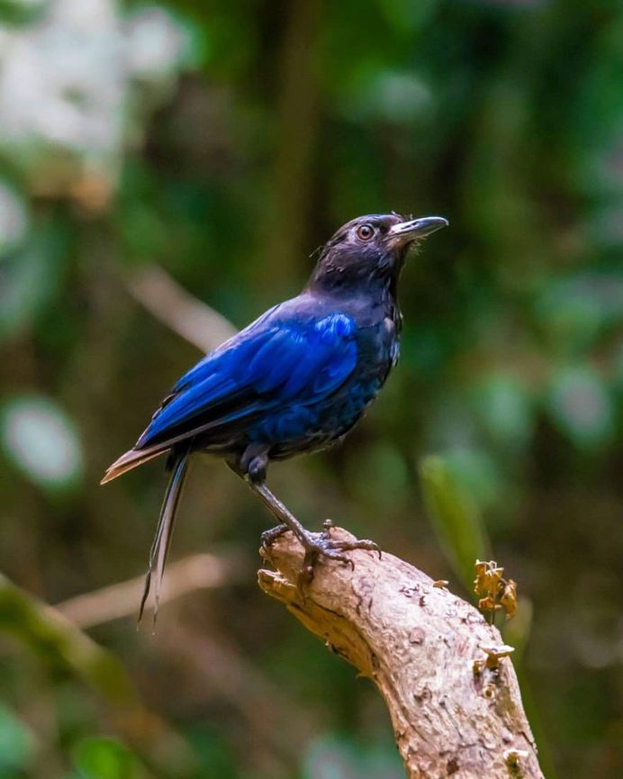 #indianbirds: Colorful Birds Photography by Balaji Krishnan