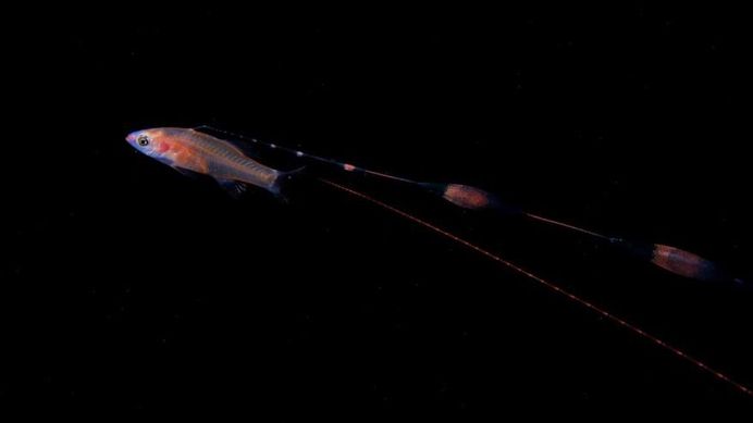Photographer Ryo Minemizu Captures The Underwater World of Plankton