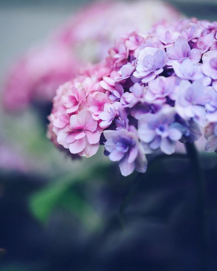 Beautiful Japanese Flowers Photos by Kaori Tanimoto