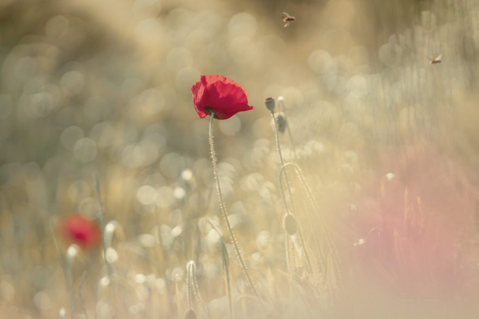 Candy Coloured Flowers Photography by Miyako Koumura