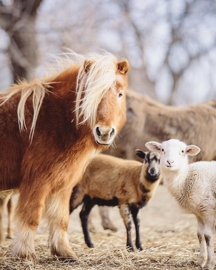 Animal Rights Photography: Sammantha Fisher Captures Amazing Animal Portraits