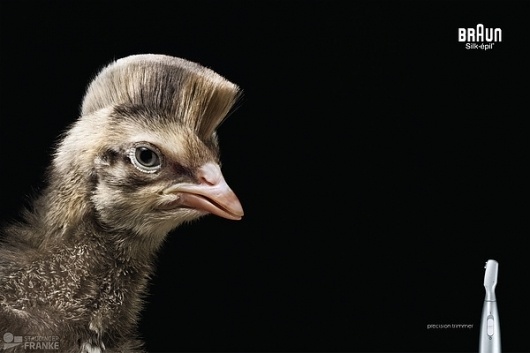 Precision Trimming on the Behance Network #retouch #advertising #photography #chicken #animal