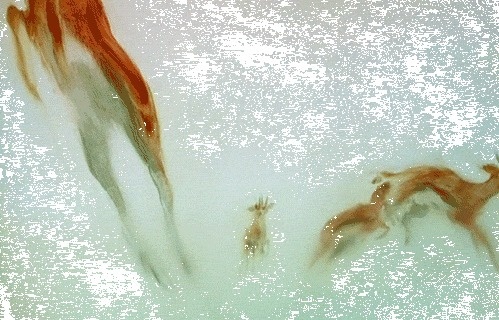 GIF animation #animation #animal #gif