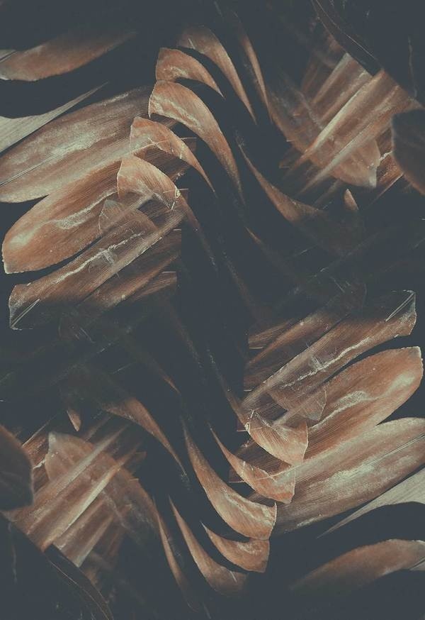 Altered Flora VI #limited #edition #flora #leaf #print #image #plant