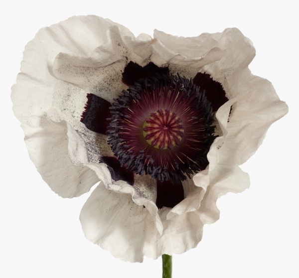 Photography by Paul Lange #inspiration #photography #macro