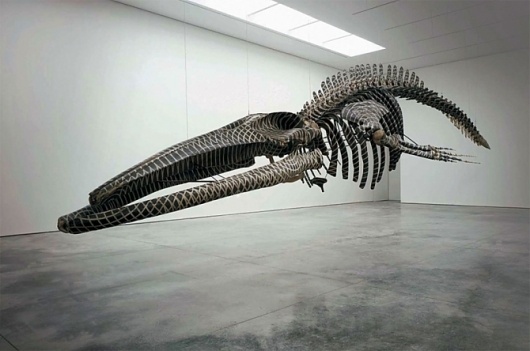 Whenever you find that you're on the side of the majority, it's... - but does it float #fossil #skeleton #bone #museum