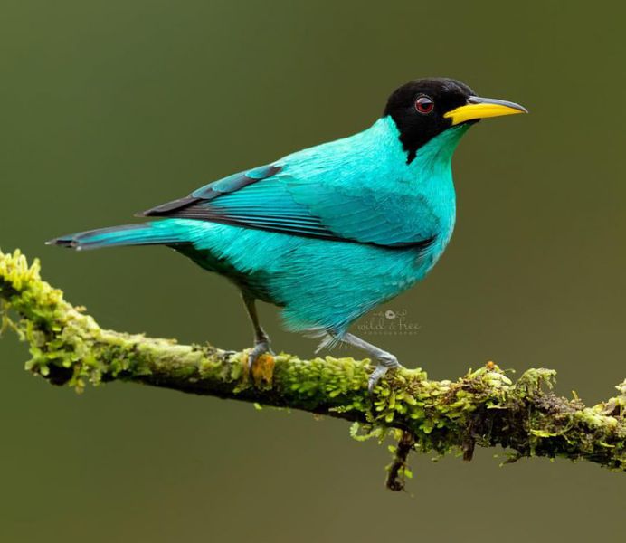 #birds_adored: Wonderful Birds Photography by Lee Anne Russell