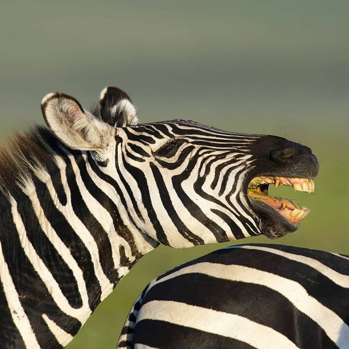 Awesome Wild Animals Photography by Daniel Rosengren