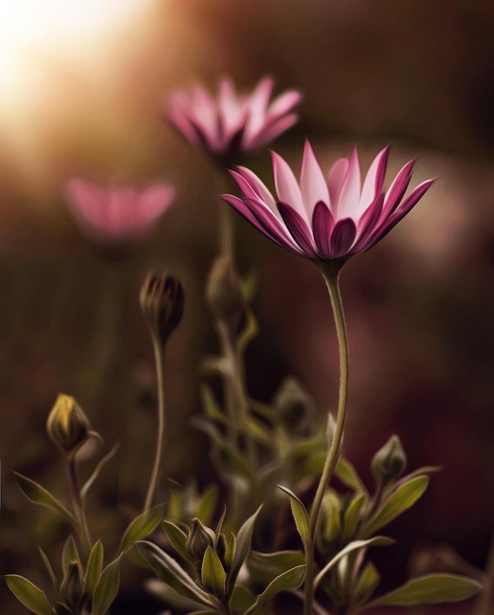 Fine Art Flowers Photography by Dina Telhami