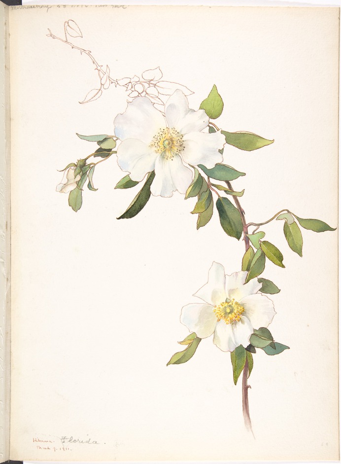 White_Clematis_MET_DP808547.jpg (2860×3893)