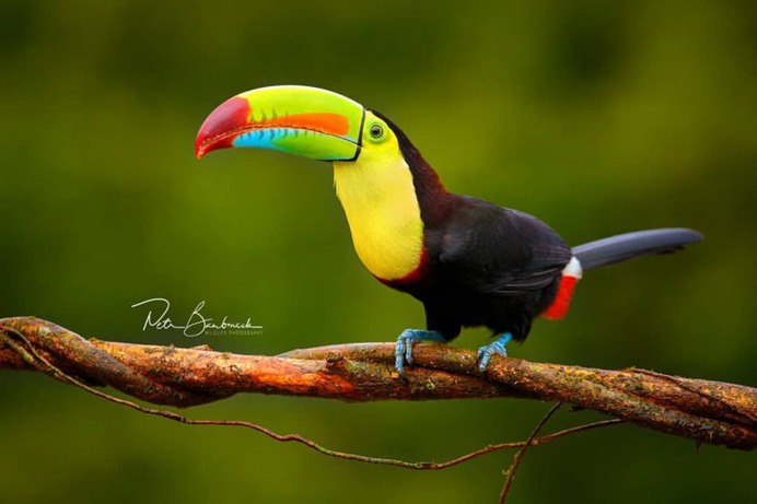 #bestbirdshots: Attractive Birds Photography by Petr Bambousek