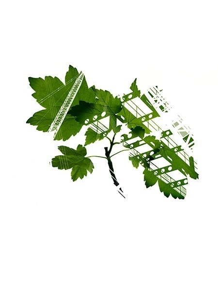 Giles Revell, Photographer · Projects · Environment #illustration #environment #leaves #construction