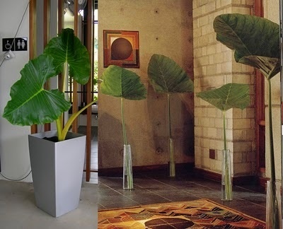 10 Most Stylish Plants on Interior Design for 2010 ~ home of the GoodLorax