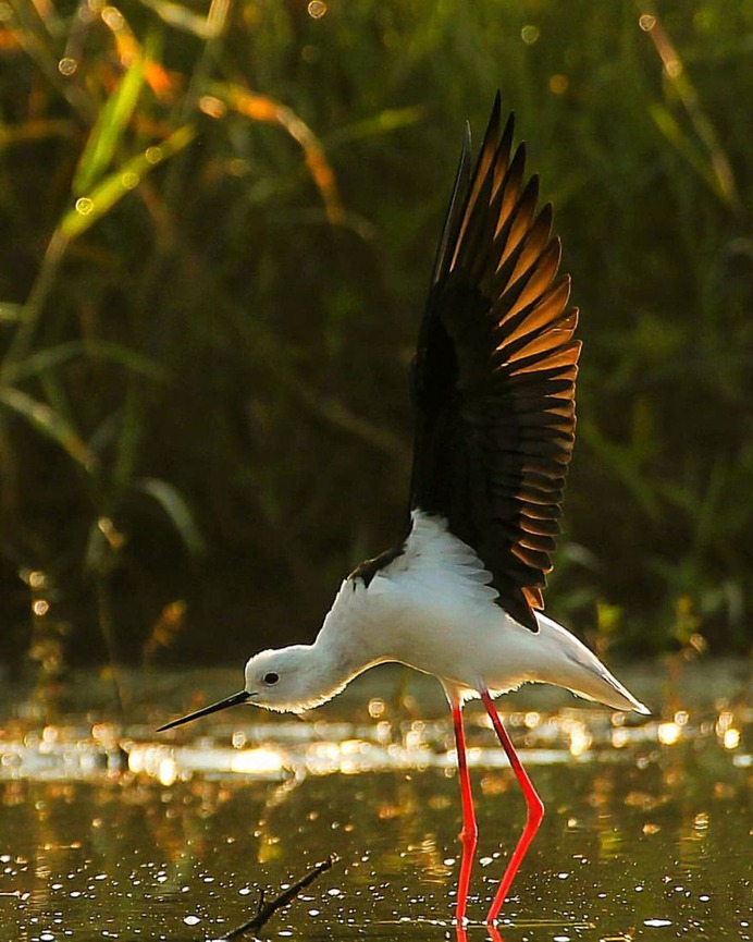 Birds of India: Beautiful Bird Photography by Raj Shelke
