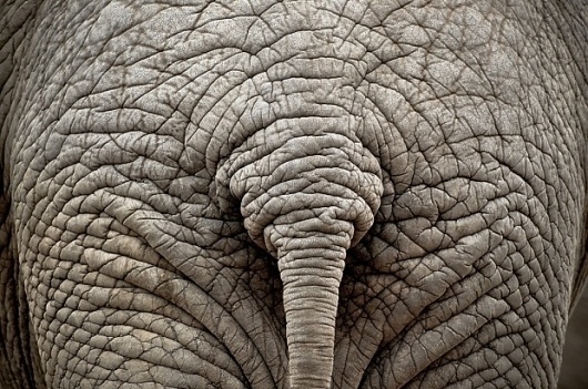 Photography by Luís Otavio Machado | InspireFirst #photography #elephant