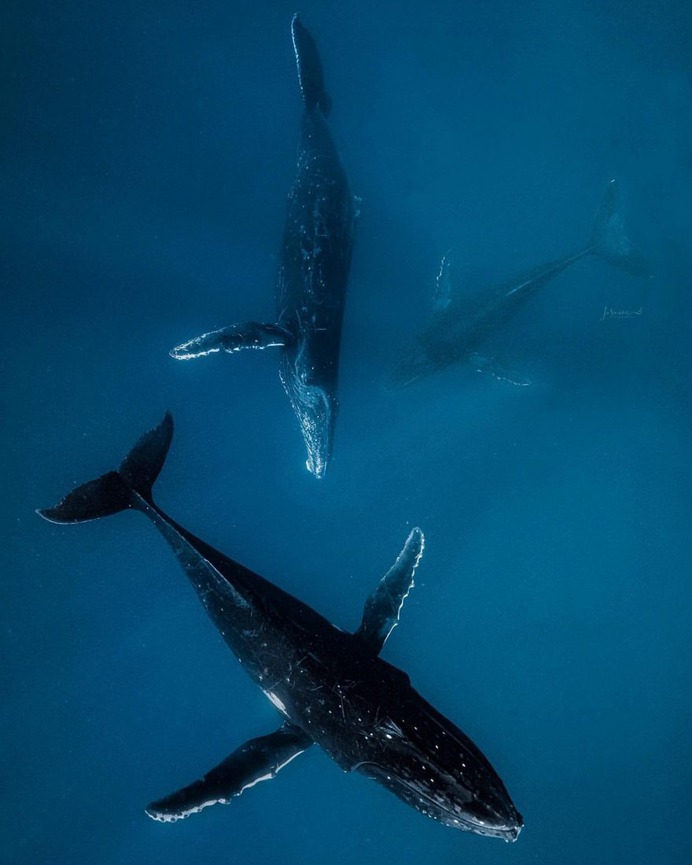 Spectacular Underwater Photos of Whales by Jasmine Carey