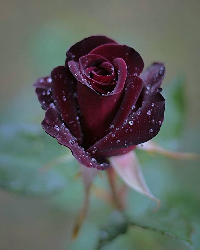 Absolutely wonderful rose by Hiro