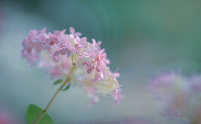 Candy Coloured Flowers Photography by Miyako Koumura