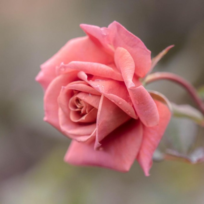 Hisashi Suga Captures The Beauty of Japan's Brilliant Wildflowers