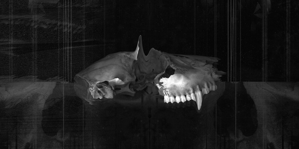 work ≫ GLITCH : Noran Bakrie #skeleton #bakrie #black #noran #animal #glitch #twist #dark #error