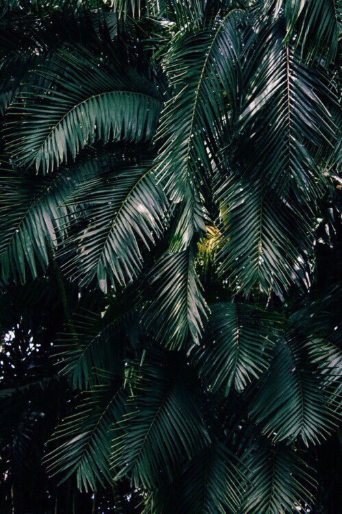 patterncurator.tumblr.com