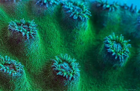 The Exotic Corals And Sponges Photography by Daniel Stoupin #underwater #naturePhoto #Corals