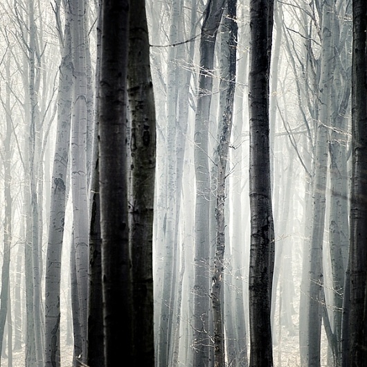 bec60678b039b0cf744326bea645ab72.jpg 600×600 pixels #threes #forest #photography