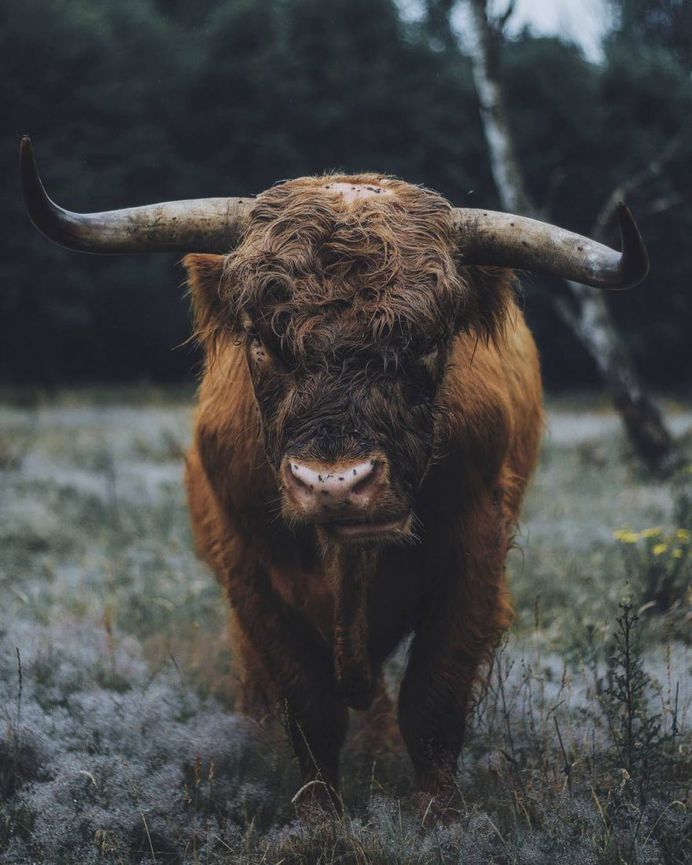 Dreamlike Animals Portrait Photography by Remo Jacobs