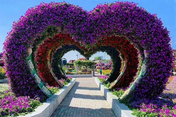 The Dubai Miracle Garden is full of heart related floral themes and sculptures. This is the key reason that the garden is also termed as the garden of hearts.