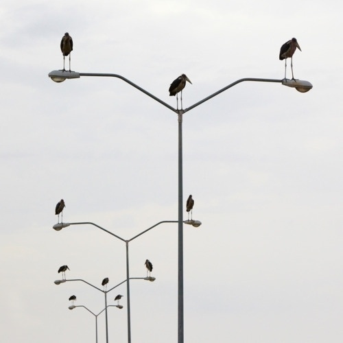 Lustik #white #black #birds #photography #and