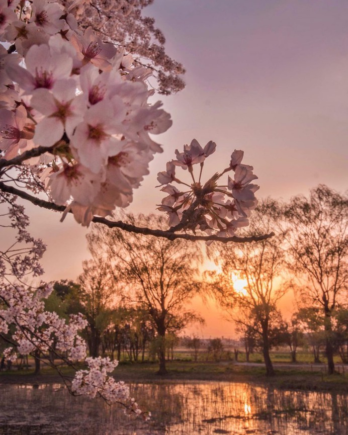 Amazing Nature Photography in Japan by Makiko Samejima